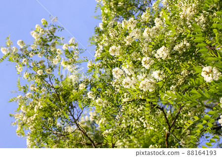 White acacia tree blooming flowers at spring. White acacia tree blooming flowers at spring. 88164193