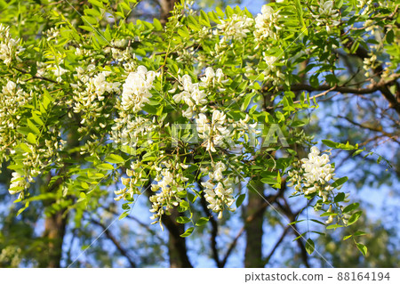 White acacia tree blooming flowers at spring. White acacia tree blooming flowers at spring. 88164194
