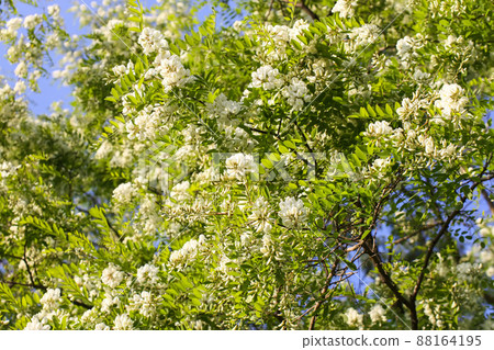 White acacia tree blooming flowers at spring. 88164195