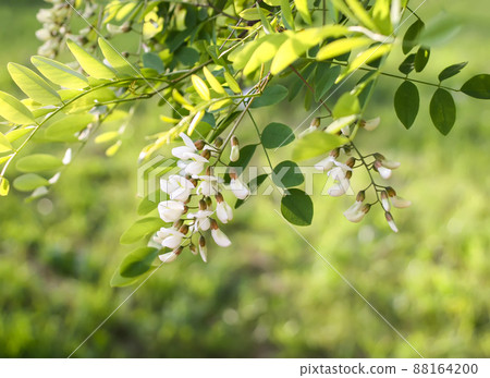 White acacia tree blooming flowers at spring. 88164200