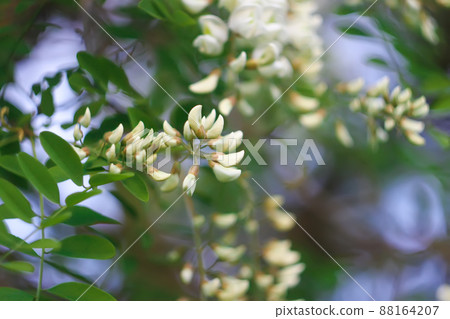 White acacia tree blooming flowers at spring. 88164207
