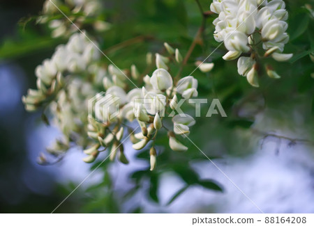 White acacia tree blooming flowers at spring. 88164208