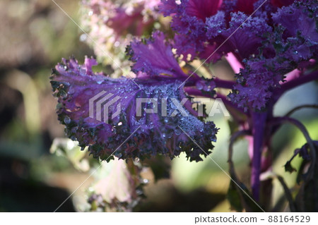 Purple ornamental decorative flowering cabbage 88164529