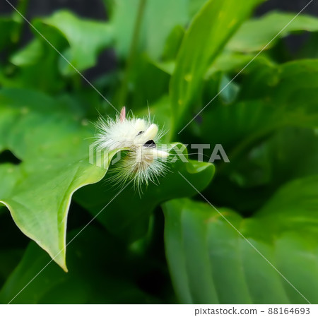 Caterpillar of a Leucoma salicis butterfly on green leaf. 88164693