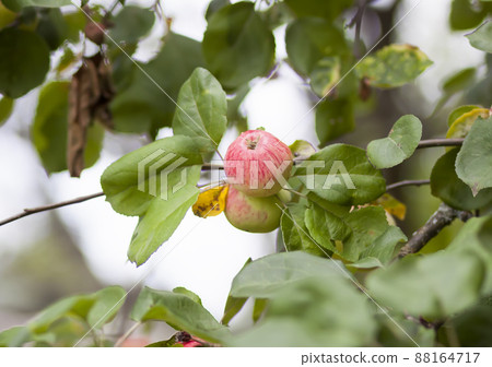 Red ripe apples on tree branch 88164717