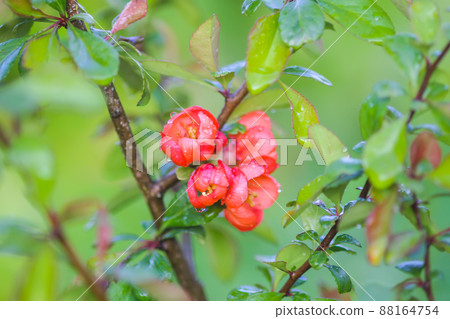 Beautiful flowers of the japanese quince plant in blossom. 88164754