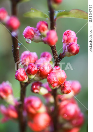Beautiful flowers of the japanese quince plant in blossom. 88164755