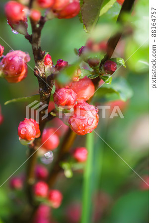 Beautiful flowers of the japanese quince plant in blossom. 88164757