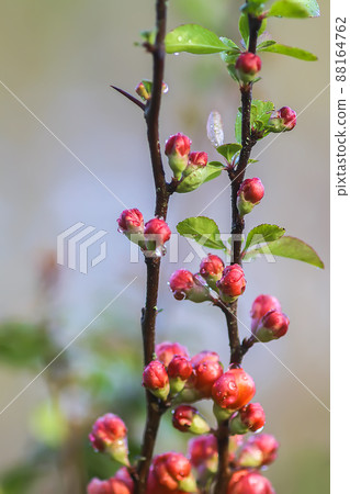 Beautiful flowers of the japanese quince plant in blossom. Beautiful flowers of the japanese quince plant in blossom. 88164762