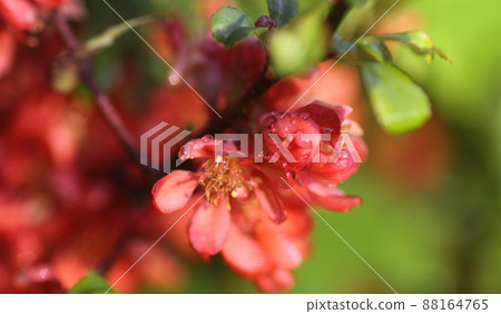 Beautiful flowers of the japanese quince plant in blossom. Beautiful flowers of the japanese quince plant in blossom. 88164765