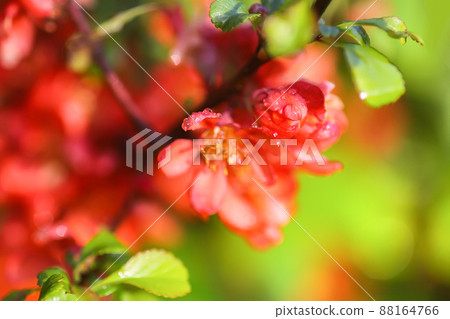 Beautiful flowers of the japanese quince plant in blossom. Beautiful flowers of the japanese quince plant in blossom. 88164766