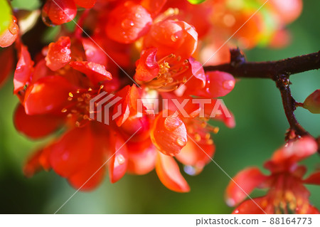 Beautiful flowers of the japanese quince plant in blossom. 88164773