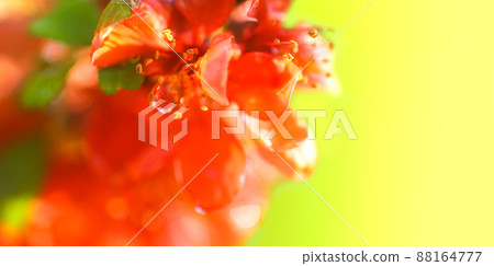 Beautiful flowers of the japanese quince plant in blossom. Beautiful flowers of the japanese quince plant in blossom. 88164777