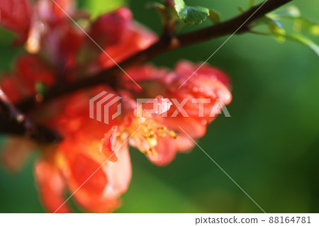 Beautiful flowers of the japanese quince plant in blossom. Beautiful flowers of the japanese quince plant in blossom. 88164781