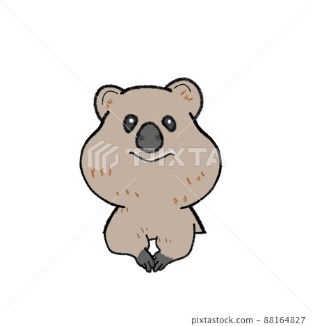 Quokka 小袋鼠的插圖 Quokka 小袋鼠的插圖 88164827