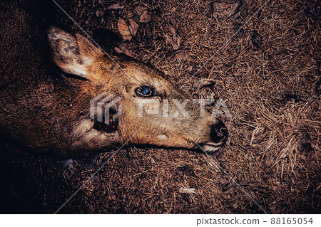 Deer on the side of the road night Deer on the side of the road night 88165054