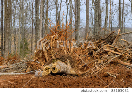 Tree stump removal the digging out of trunk roots with in preparing land for housing new complex property Tree stump removal the digging out of trunk roots with in preparing land for housing new complex property 88165081