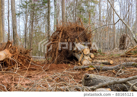 Stump tree trunk and roots on the ground, after removing the trees 88165121