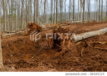 New development clearing on forest property clearing big tree root New development clearing on forest property clearing big tree root 88165123