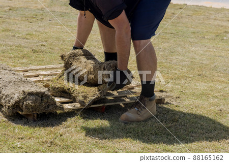 Applying rolled green grass with laying sod for new lawn Applying rolled green grass with laying sod for new lawn 88165162