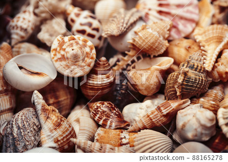 a lot of different empty sea shells, natural background, macro details 88165278