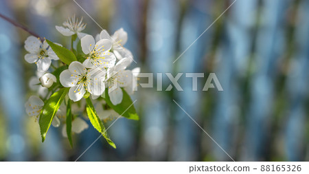 A blooming cherry branch on a blurry blue background with bokeh. Spring flowers. The season of fruit trees flowering. banner. copy space A blooming cherry branch on a blurry blue background with bokeh. Spring flowers. The season of fruit trees flowering. banner. copy space 88165326
