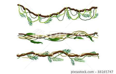 Green climbing branches set. Tropical climbing plants, hanging creepers twigs vector illustration 88165747