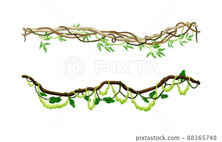 Green climbing ivy creeper branches set. Tropical climbing plants, climbing twigs of tropical vines and trees vector illustration 88165748