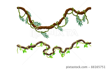Creeper climbing branches with green leaves set. Tropical hanging plants vector illustration 88165751