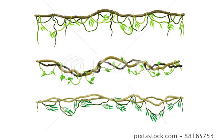 Creeper climbing branches set. Tropical vines and trees twigs with green leaves vector illustration 88165753