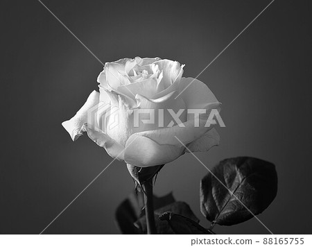 White rose 88165755