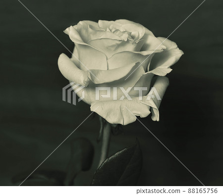 White rose 88165756