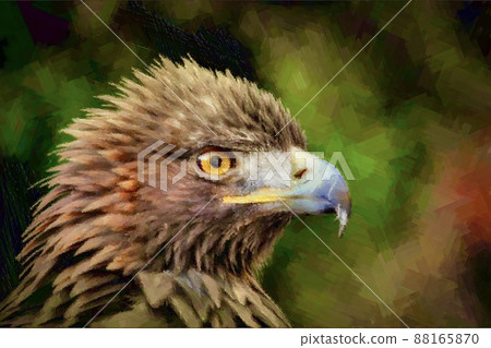 Illustration style image of hawk and eagle 88165870