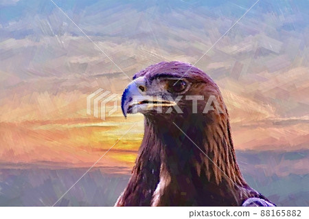 Illustration style image of hawk and eagle Illustration style image of hawk and eagle 88165882