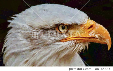 Illustration style image of hawk and eagle Illustration style image of hawk and eagle 88165883