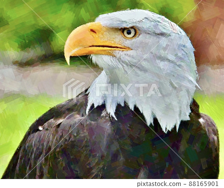 Illustration style image of hawk and eagle 88165901