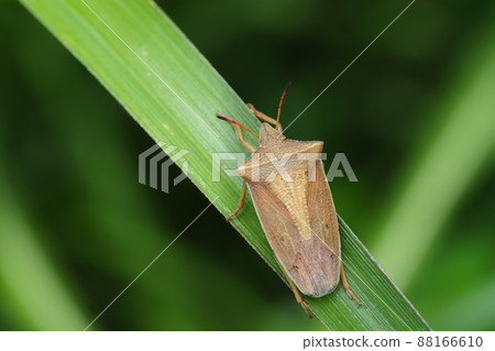 Shrimp bug Shrimp bug 88166610