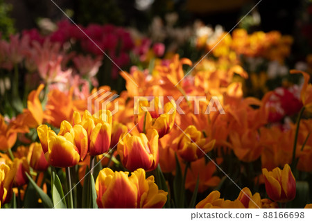 An abundance of tulips in the sun. Red tulips in the sun. Background, structure 88166698