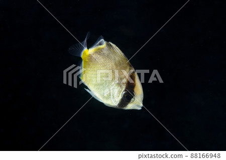 流浪蝴蝶魚幼魚 88166948