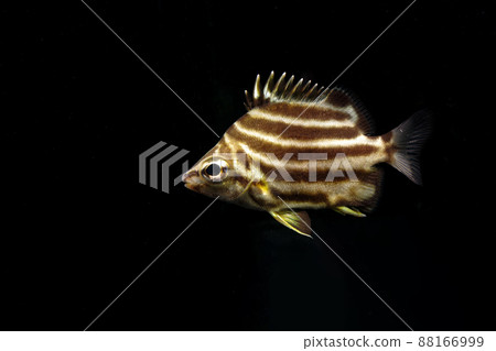 Kagoshimai年輕魚 Kagoshimai年輕魚 88166999