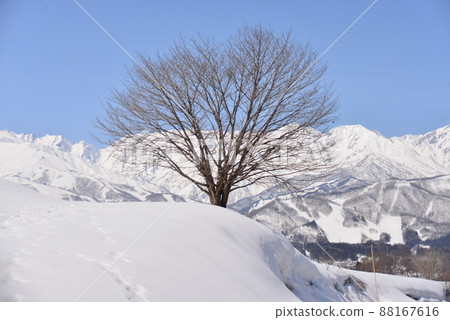 One cherry tree and snow scene in early spring One cherry tree and snow scene in early spring 88167616