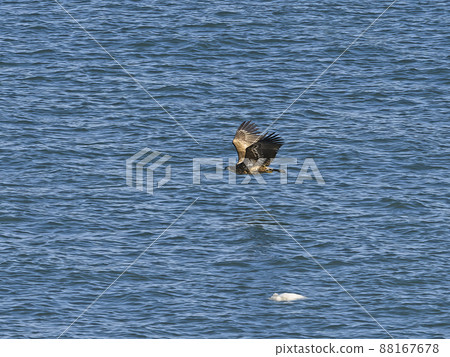 Eagle flying near the surface of the sea 88167678