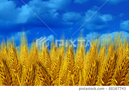Ukraine Wheat And Sky 88167743