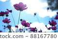 Cosmos 88167780