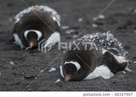 Gentoo Penguin,Hannah Point, Antartica 88167907