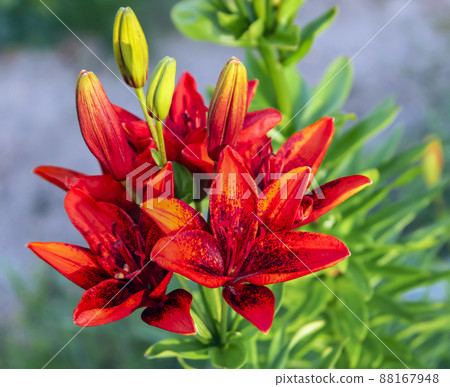 Close-up view of the beautiful flowers of the red garden lily. 88167948