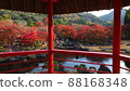 Autumn leaves of the Rock Garden 88168348