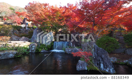 Autumn leaves of the Rock Garden 88168349