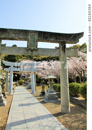 Cherry blossoms in full bloom and Oomiwa Shrine in Fukuoka City 88168364