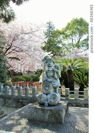 Cherry blossoms in full bloom and Oomiwa Shrine in Fukuoka City Cherry blossoms in full bloom and Oomiwa Shrine in Fukuoka City 88168365
